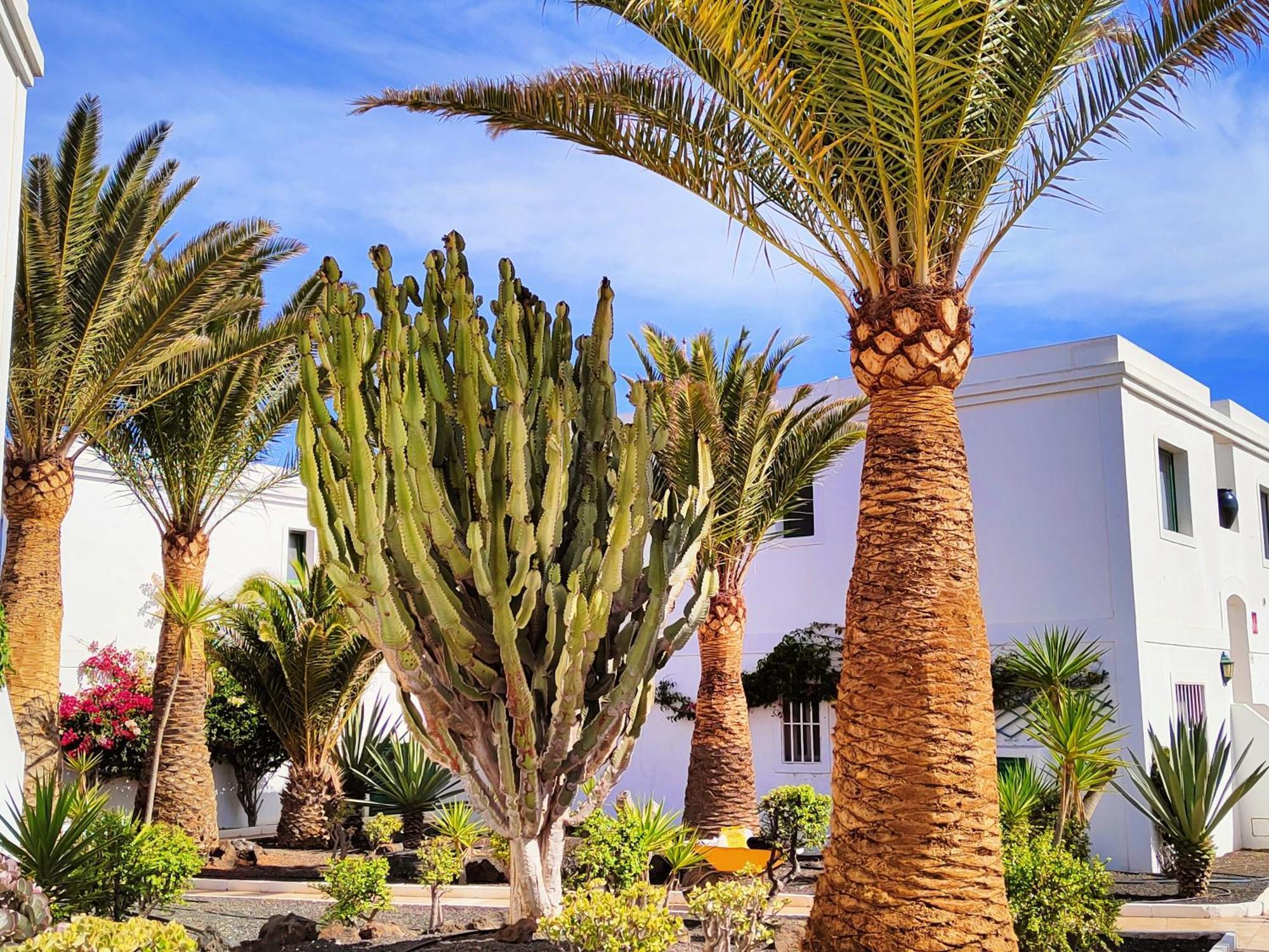 Flor De Las Dunas Pools Wifi Tennis Bikes For Free Corralejo Exterior foto